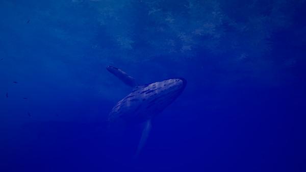 海洋的呼唤（Call of the Ocean）